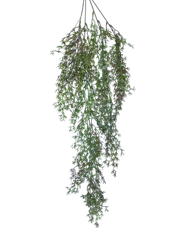 Trailing Heather Stem