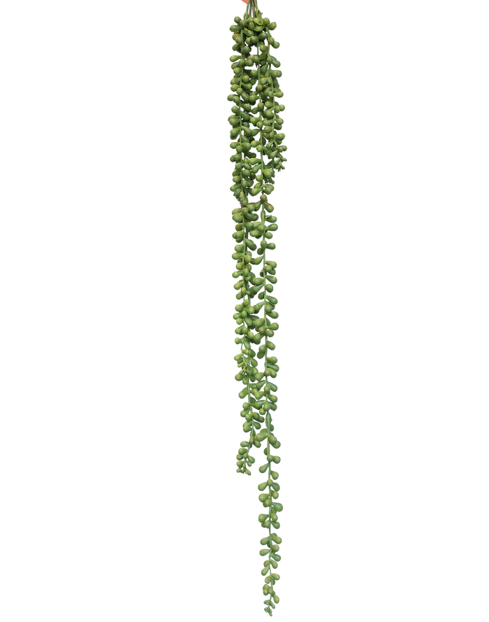 Trailing Sedum Vine