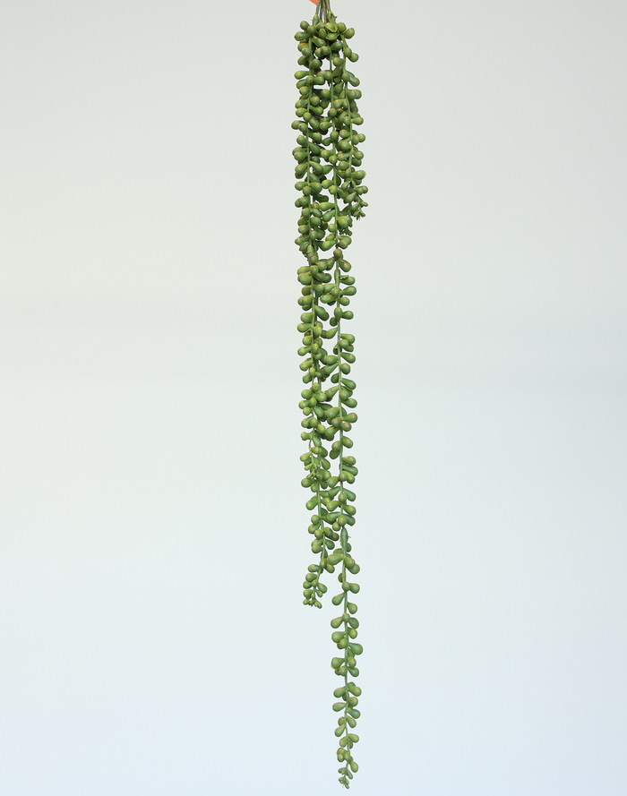 Trailing Sedum Vine