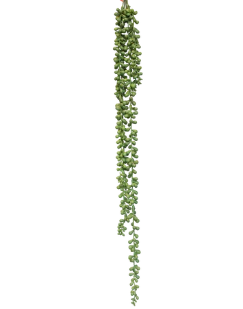 Trailing Sedum Vine
