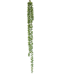 Trailing Sedum Vine