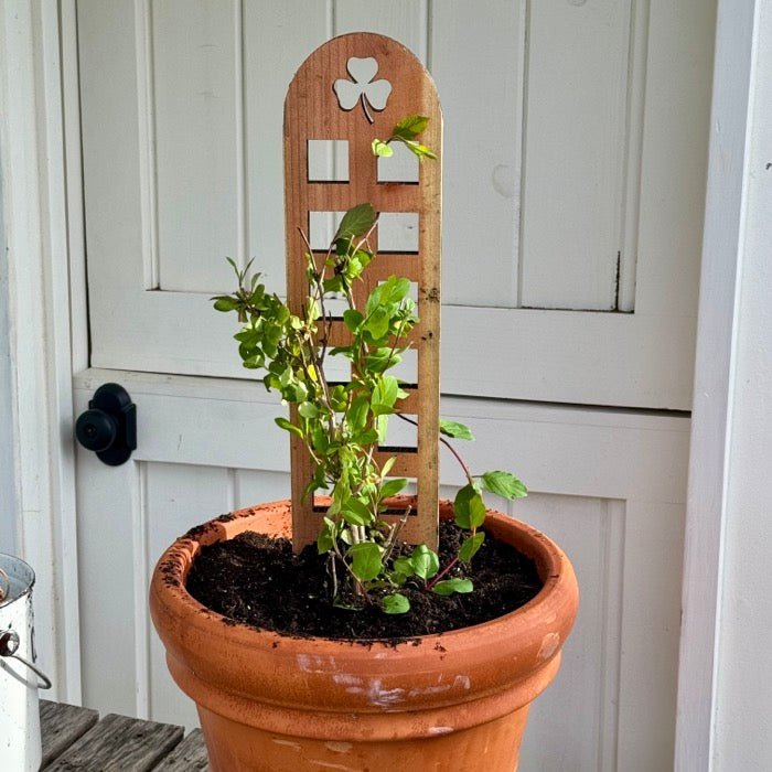 Unique Shamrock Trellis | Made in USA with US Cedar/Redwood - Ed's Plant Shop
