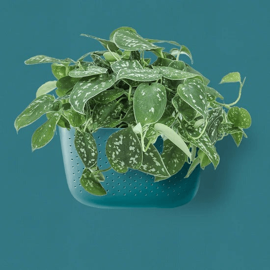 Teal vertical wall planter for modern indoor gardens