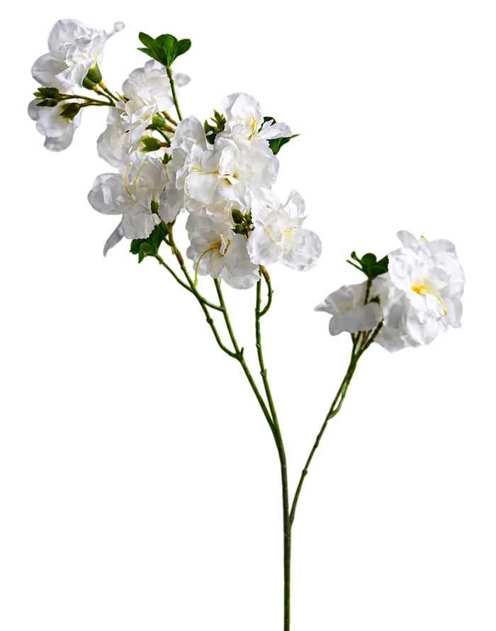 White Bougainvillea - 33" White
