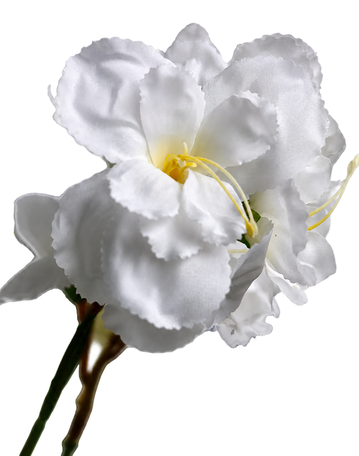 White Bougainvillea - 33" White