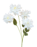 White Dahlia