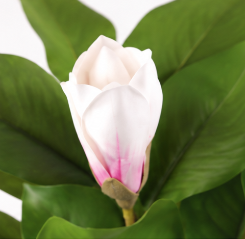 White Magnolia-40"