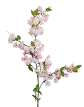 Yaezakura Cherry Blossom | Available in 2 Colors