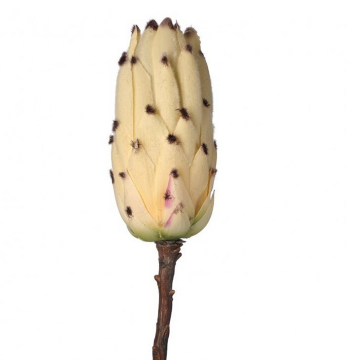 Young Protea Stem - Cream