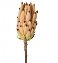 Young Protea Stem - Toffee