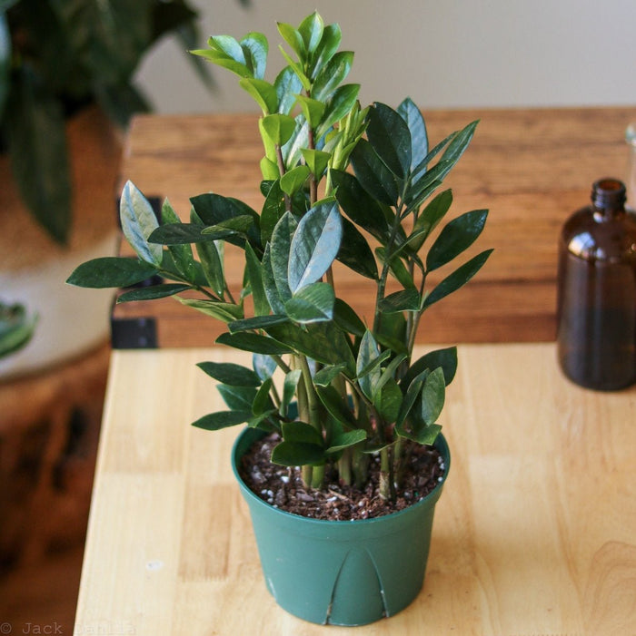 Healthy ZZ Plant in bright light with new bright green growth emerging