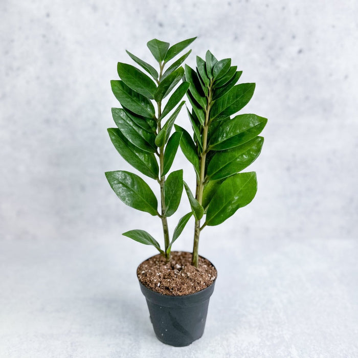 ZZ Plant with glossy dark green leaves in a nursery pot against a neutral background