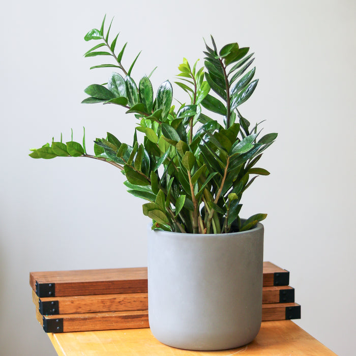 ZZ Plant with glossy green leaves in a nursery pot