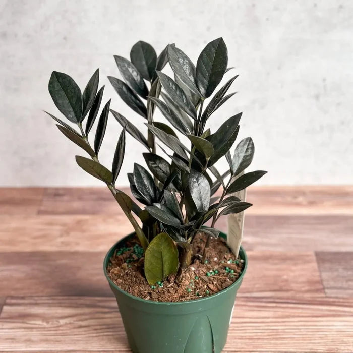 Raven ZZ Plant live houseplant in green nursery pot
