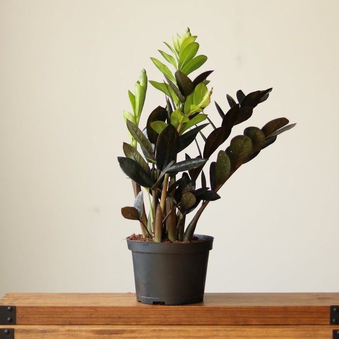 Raven ZZ Plant with dark black foliage on table