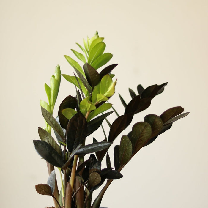 Raven ZZ Plant new growth and old growth comparison close up