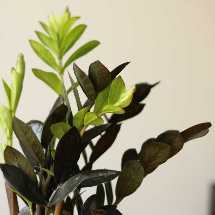 Zamioculcas zamiifolia 'Raven ZZ' closeup of new and old growth
