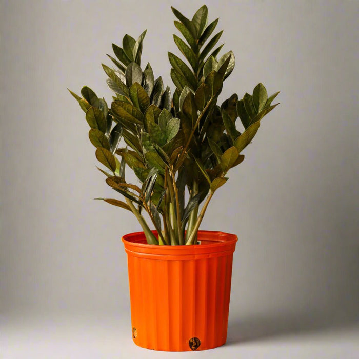 Raven ZZ 10-Inch Floor Plant in red nursery pot