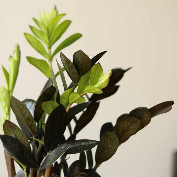 Close up of glossy black Raven ZZ Plant leaves