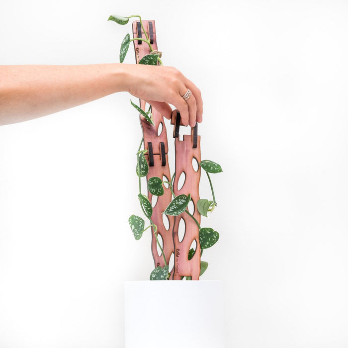 Zella Wooden Trellis: Stylish, Extendable Plant Support for Climbing Plants - Ed's Plant Shop