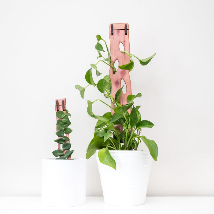 Zella Wooden Trellis: Stylish, Extendable Plant Support for Climbing Plants - Ed's Plant Shop
