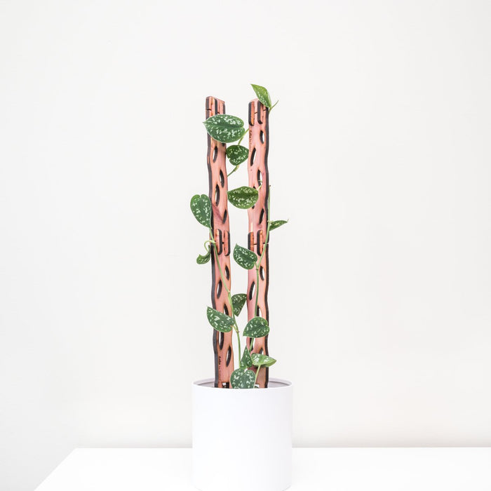 Zella Wooden Trellis: Stylish, Extendable Plant Support for Climbing Plants - Ed's Plant Shop